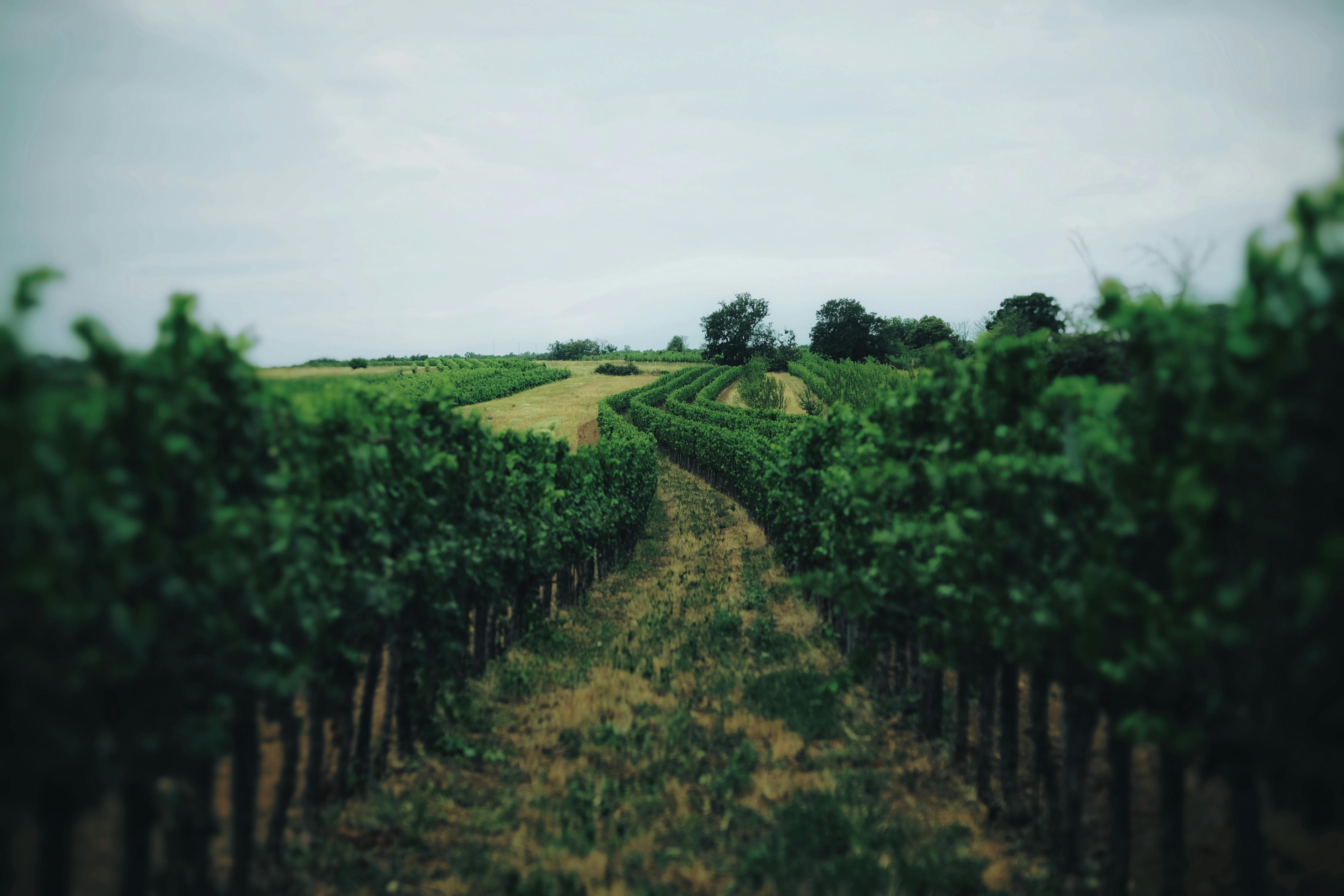 Vineyard landscape