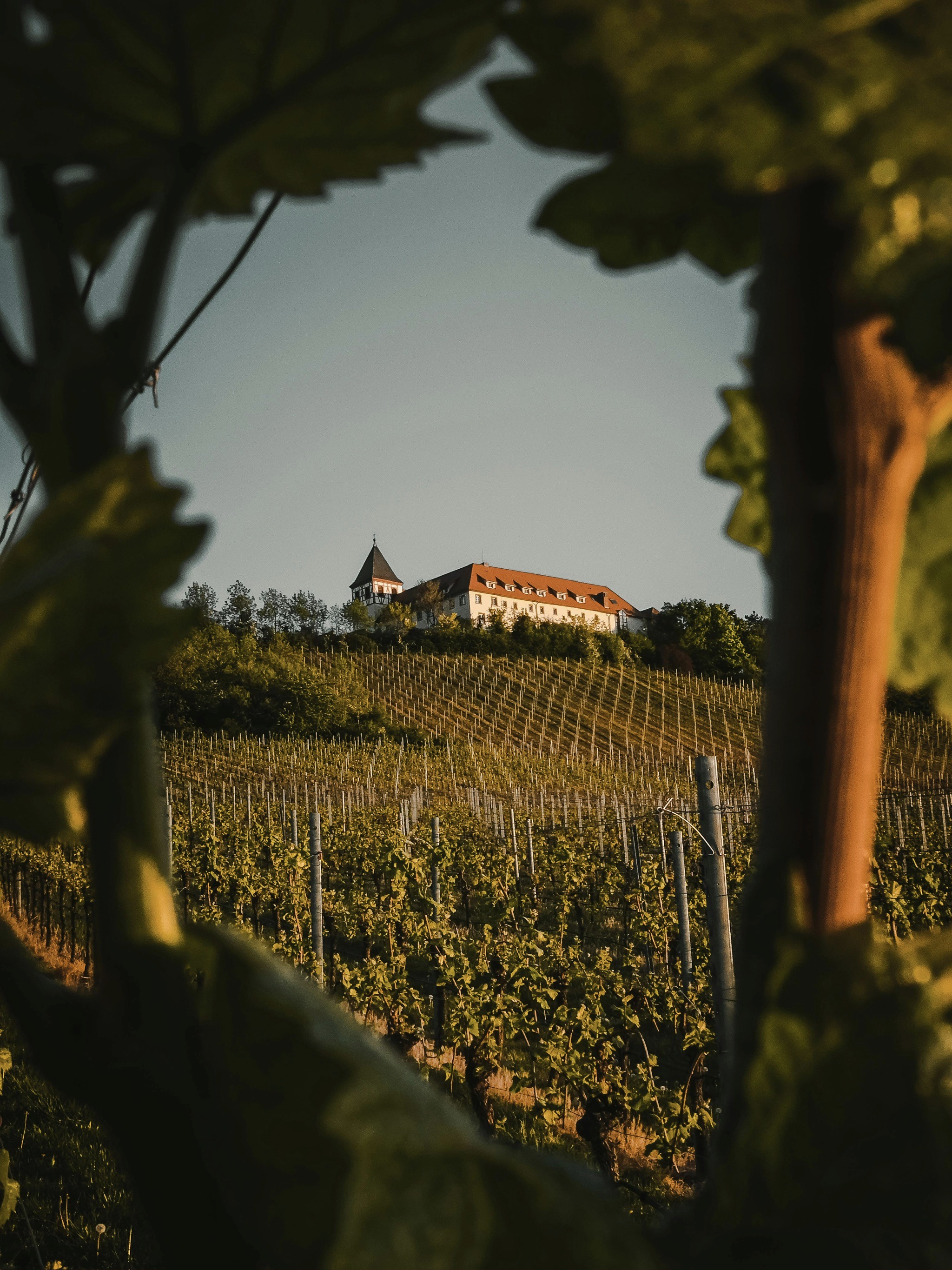 Vineyard estate with rolling hills at golden hour